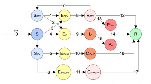 PolioSchema.JPG